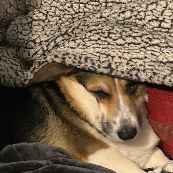 Meet your Posher, Addy - Picture 1 of 1